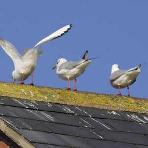 How bird droppings can damage your roof and home
