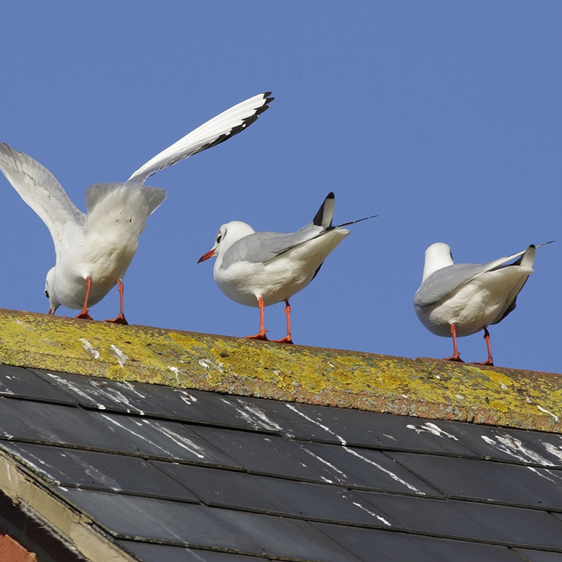 How bird droppings can damage your roof and home